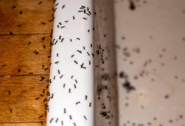Insect Control in Aquia Harbour, VA